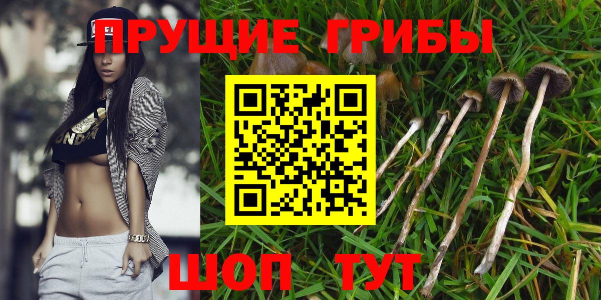 купить   Псилоцибиновые грибы Psilocybine cubensis  Вход с VPN  Советск 
