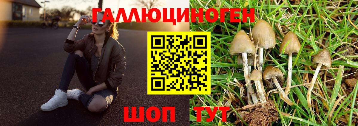Псилоцибиновые грибы Psilocybine cubensis Советск